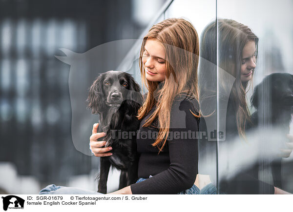 English Cocker Spaniel Hndin / female English Cocker Spaniel / SGR-01679