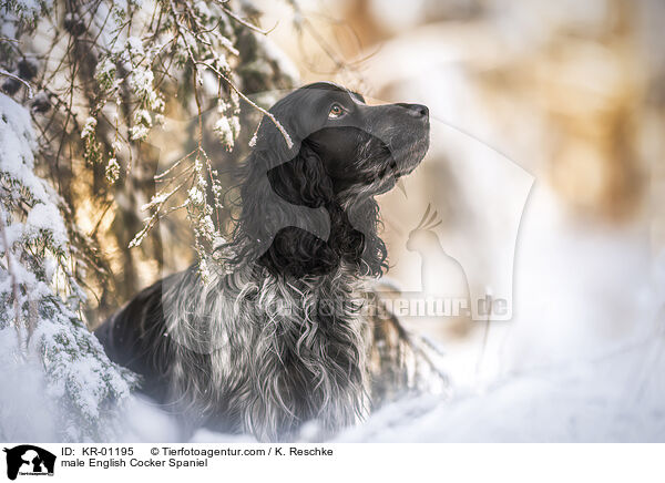 English Cocker Spaniel Rde / male English Cocker Spaniel / KR-01195