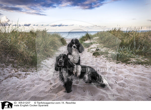 male English Cocker Spaniels / KR-01207