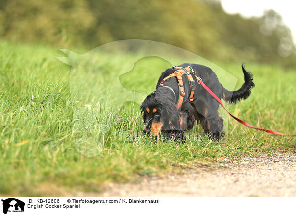 English Cocker Spaniel / KB-12606
