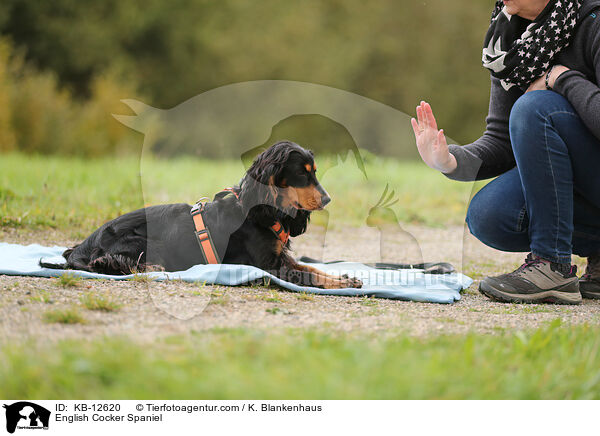 English Cocker Spaniel / English Cocker Spaniel / KB-12620