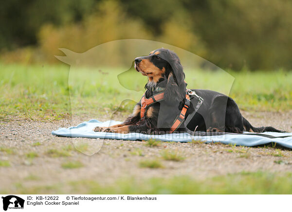 English Cocker Spaniel / English Cocker Spaniel / KB-12622