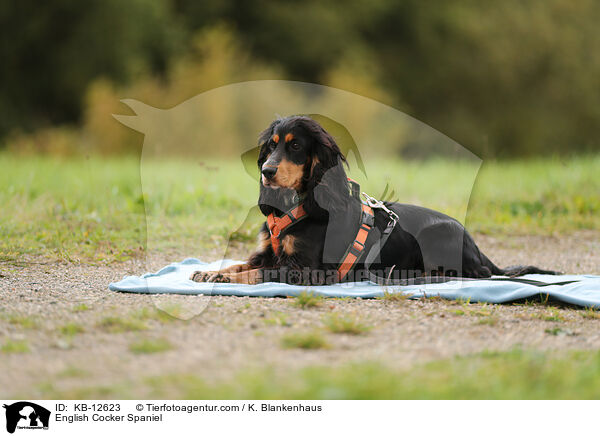 English Cocker Spaniel / English Cocker Spaniel / KB-12623