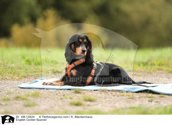 English Cocker Spaniel / KB-12624