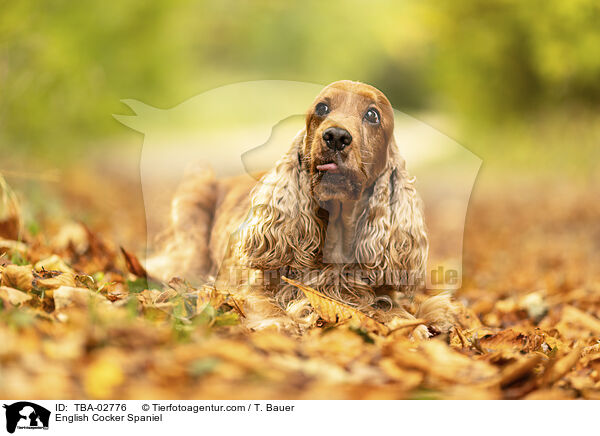 English Cocker Spaniel / English Cocker Spaniel / TBA-02776