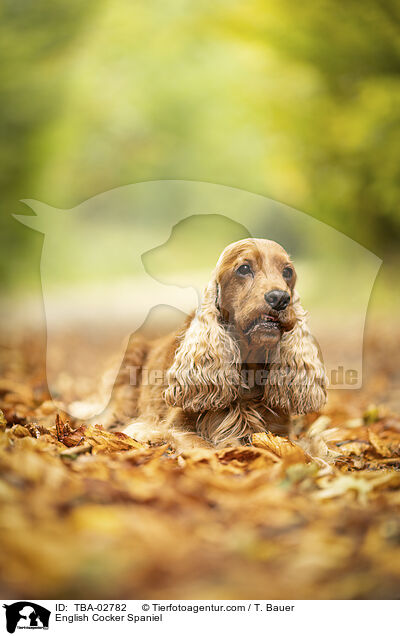 English Cocker Spaniel / TBA-02782