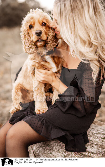 English Cocker Spaniel / English Cocker Spaniel / NP-03600