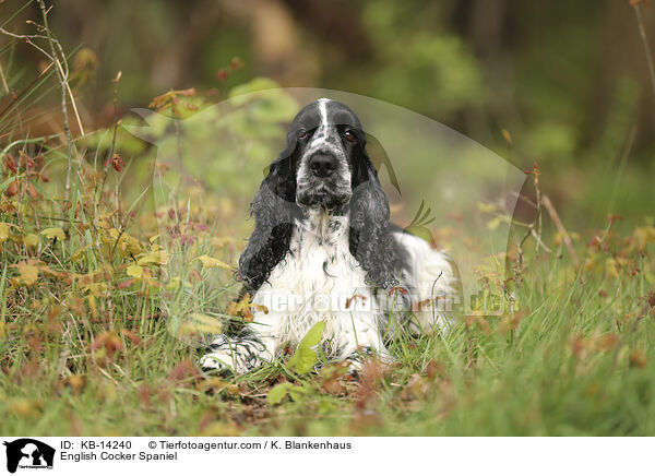 English Cocker Spaniel / KB-14240