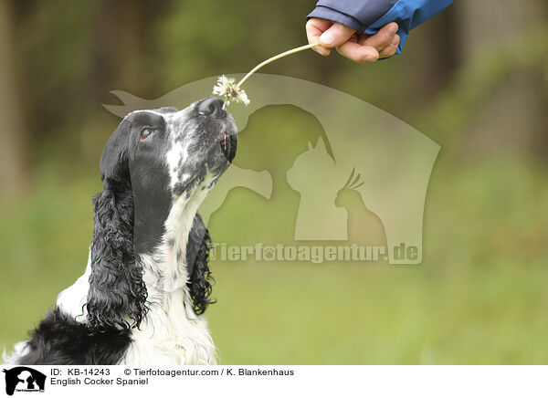 English Cocker Spaniel / KB-14243