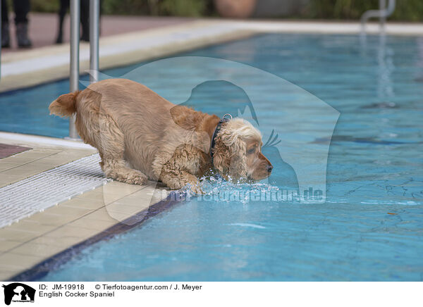 English Cocker Spaniel / English Cocker Spaniel / JM-19918