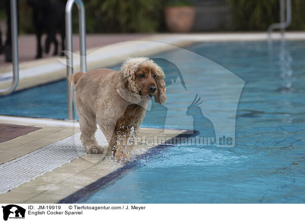 English Cocker Spaniel / English Cocker Spaniel / JM-19919