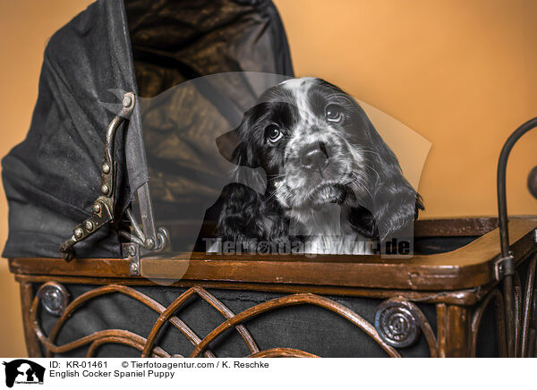 English Cocker Spaniel Welpe / English Cocker Spaniel Puppy / KR-01461