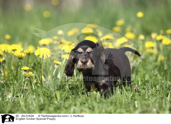 English Cocker Spaniel Welpe / English Cocker Spaniel Puppy / JH-31628
