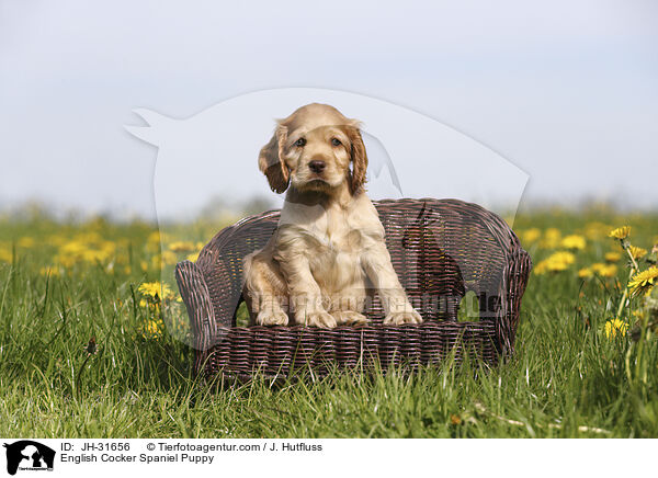 English Cocker Spaniel Welpe / English Cocker Spaniel Puppy / JH-31656