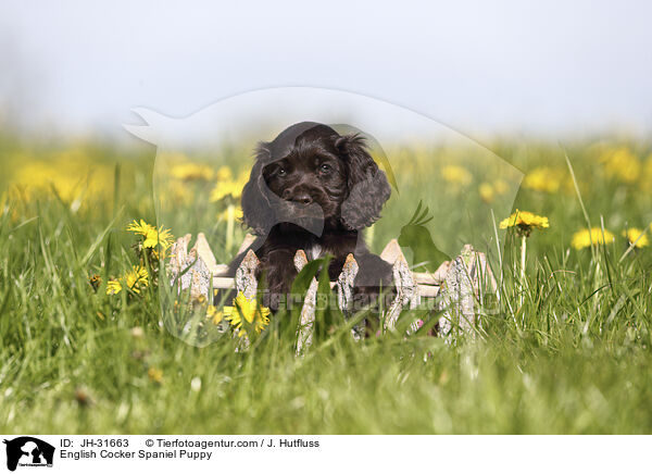 English Cocker Spaniel Welpe / English Cocker Spaniel Puppy / JH-31663
