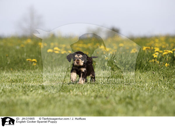 English Cocker Spaniel Welpe / English Cocker Spaniel Puppy / JH-31665