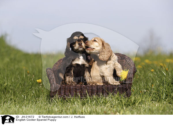 English Cocker Spaniel Welpe / English Cocker Spaniel Puppy / JH-31672