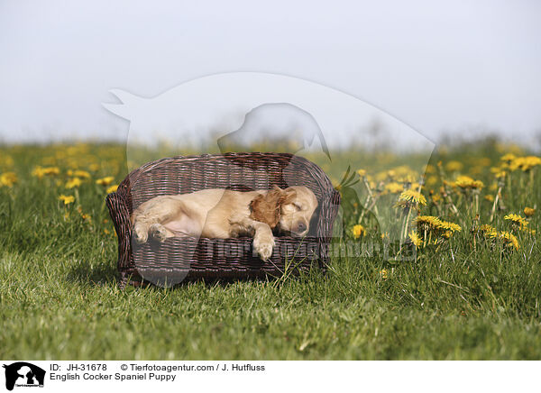 English Cocker Spaniel Puppy / JH-31678