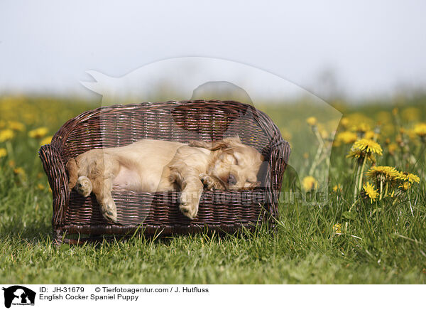 English Cocker Spaniel Welpe / English Cocker Spaniel Puppy / JH-31679