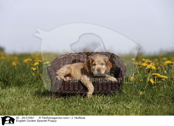 English Cocker Spaniel Welpe / English Cocker Spaniel Puppy / JH-31681