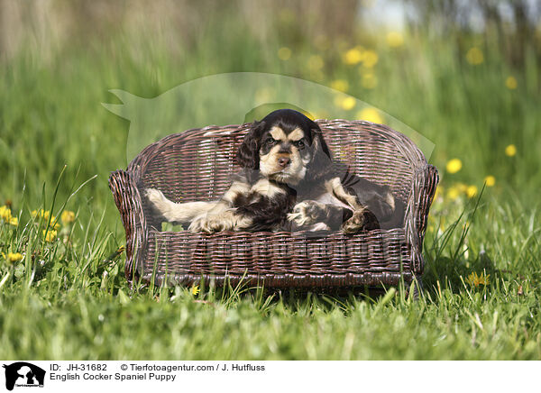 English Cocker Spaniel Welpe / English Cocker Spaniel Puppy / JH-31682