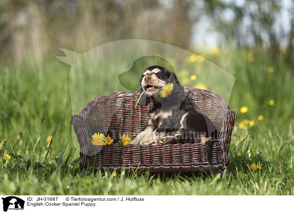 English Cocker Spaniel Welpe / English Cocker Spaniel Puppy / JH-31687