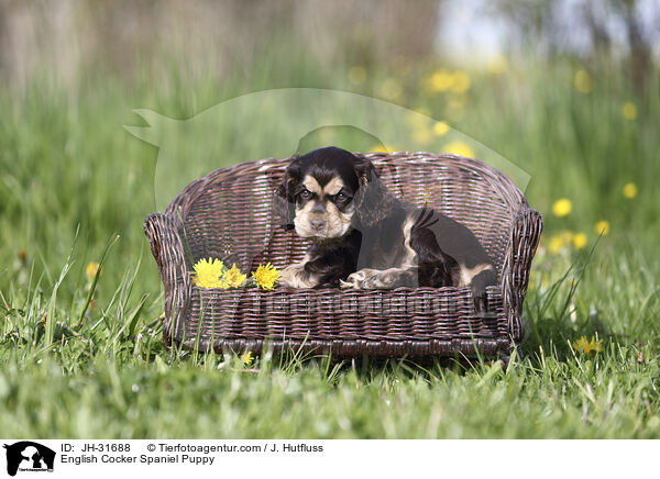 English Cocker Spaniel Puppy / JH-31688
