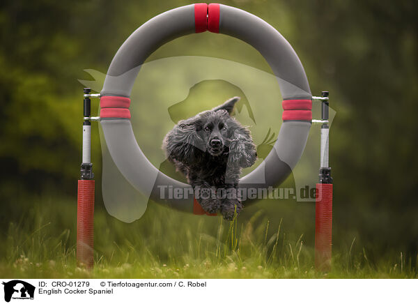 English Cocker Spaniel / CRO-01279