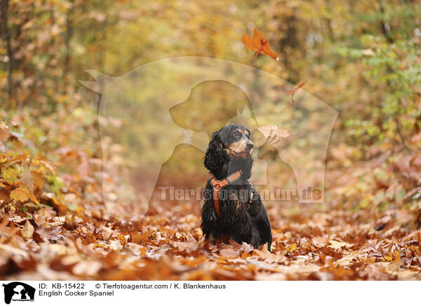 English Cocker Spaniel / KB-15422