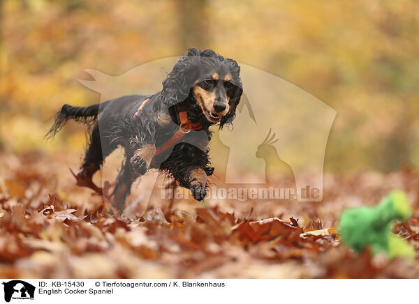 English Cocker Spaniel / KB-15430