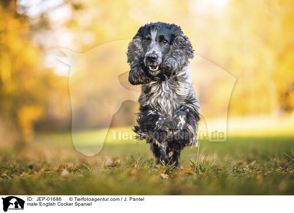 English Cocker Spaniel Rde / male English Cocker Spaniel / JEP-01686