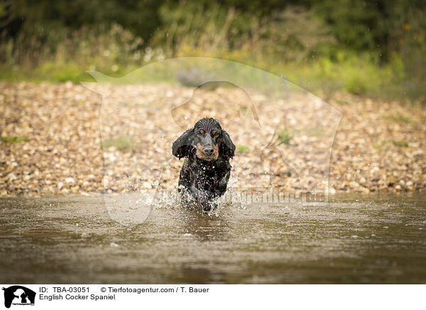 English Cocker Spaniel / English Cocker Spaniel / TBA-03051