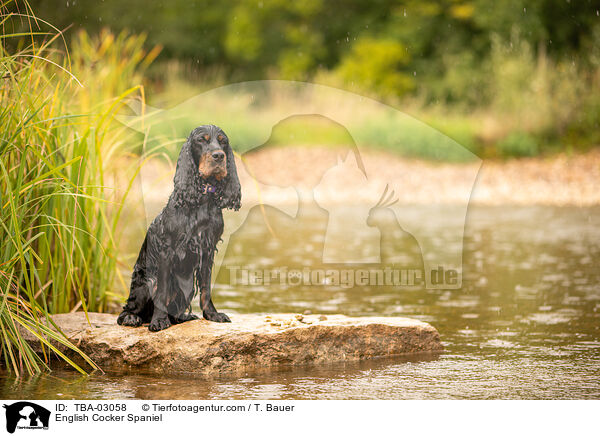 English Cocker Spaniel / English Cocker Spaniel / TBA-03058
