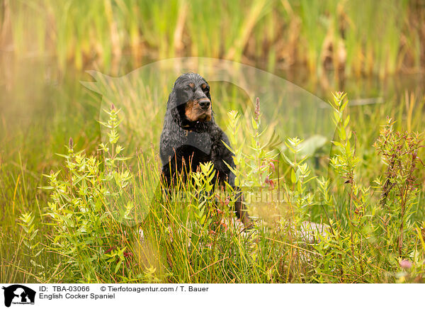 English Cocker Spaniel / English Cocker Spaniel / TBA-03066
