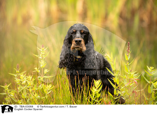 English Cocker Spaniel / TBA-03068