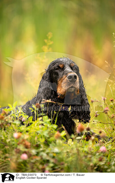 English Cocker Spaniel / TBA-03073