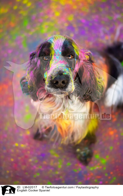 English Cocker Spaniel / English Cocker Spaniel / LM-02017