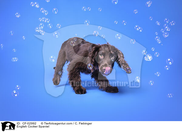 English Cocker Spaniel / English Cocker Spaniel / CF-02992
