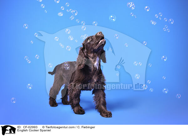 English Cocker Spaniel / English Cocker Spaniel / CF-02993