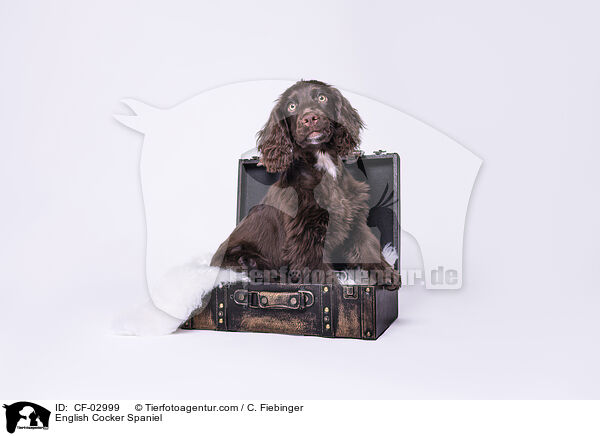 English Cocker Spaniel / English Cocker Spaniel / CF-02999