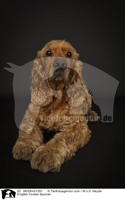 English Cocker Spaniel / English Cocker Spaniel / WVDH-01291
