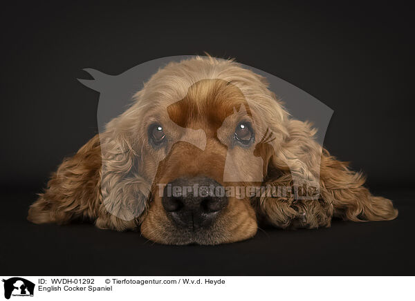 English Cocker Spaniel / English Cocker Spaniel / WVDH-01292