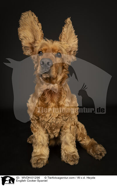 English Cocker Spaniel / English Cocker Spaniel / WVDH-01296