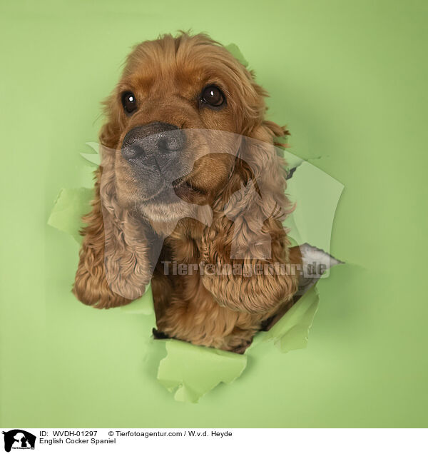 English Cocker Spaniel / WVDH-01297