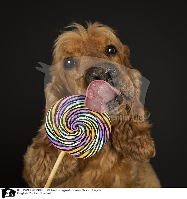 English Cocker Spaniel / English Cocker Spaniel / WVDH-01300
