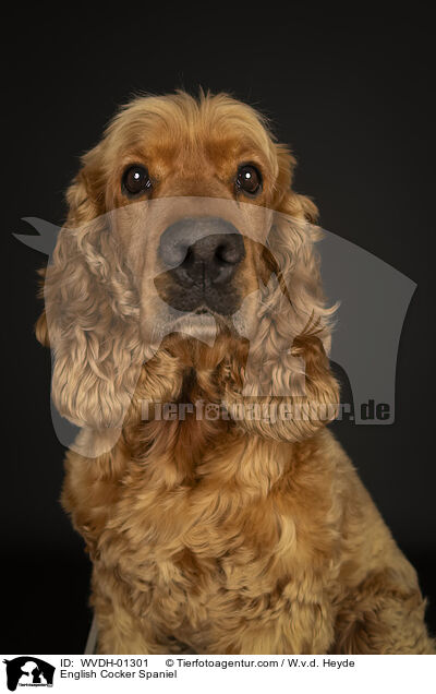 English Cocker Spaniel / English Cocker Spaniel / WVDH-01301