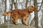 standing Cocker Spaniel