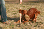 playing English Cocker Spaniel