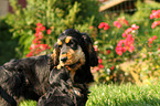 English Cocker Spaniels