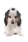 sitting Cocker puppy